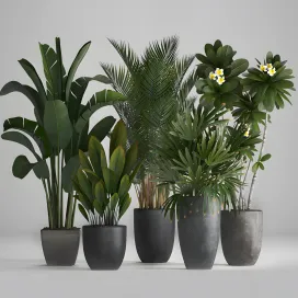 Plant collection